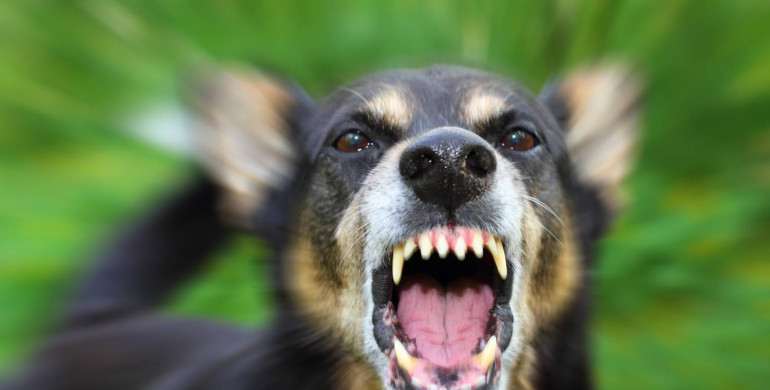 Домашній собака, у якого запідозрили сказ, травмував дівчину на Рівненщині